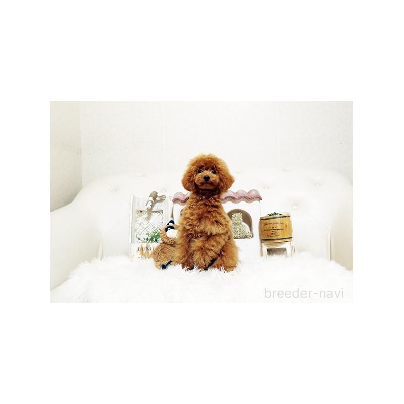 成約済の佐賀県のトイプードル-413850の4枚目