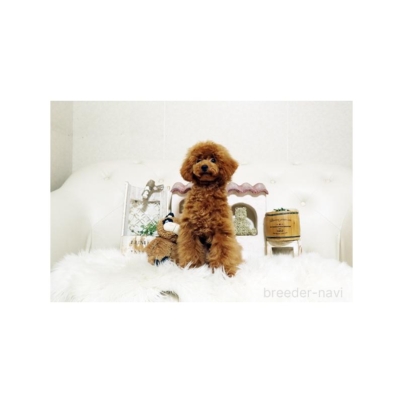 成約済の佐賀県のトイプードル-413850の3枚目