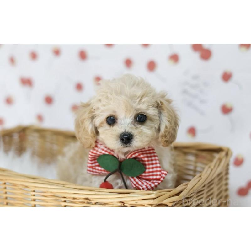 犬舎紹介の京都府の犬舎紹介-3670の2枚目