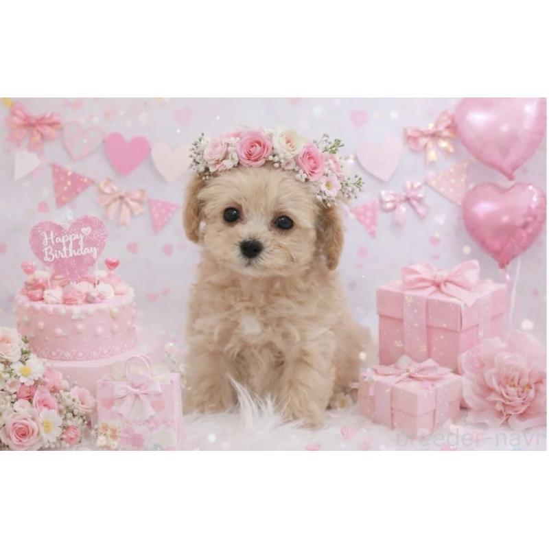 犬舎紹介の京都府の犬舎紹介-3670の3枚目