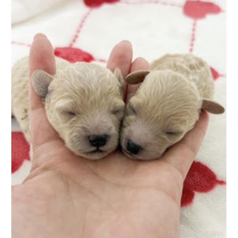 犬舎紹介の京都府の犬舎紹介-3670の4枚目