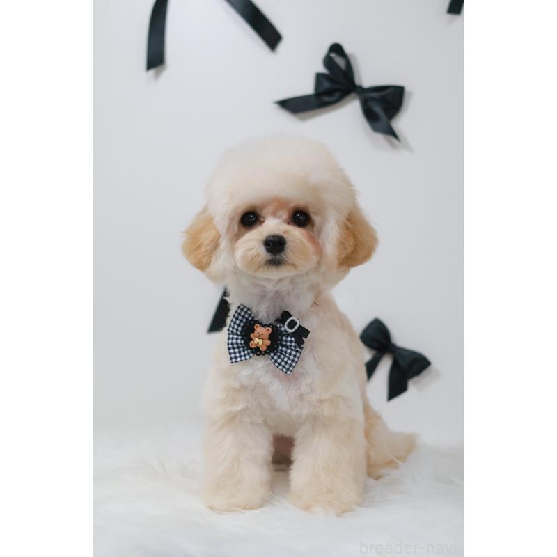 犬舎紹介の京都府の犬舎紹介-3670の5枚目