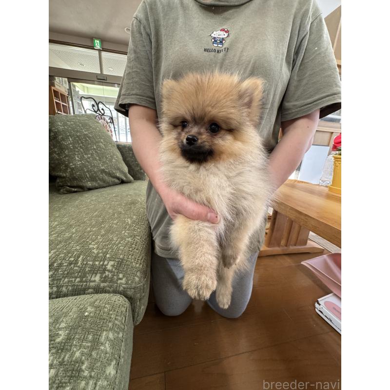販売中の福岡県のポメラニアン-431934の3枚目