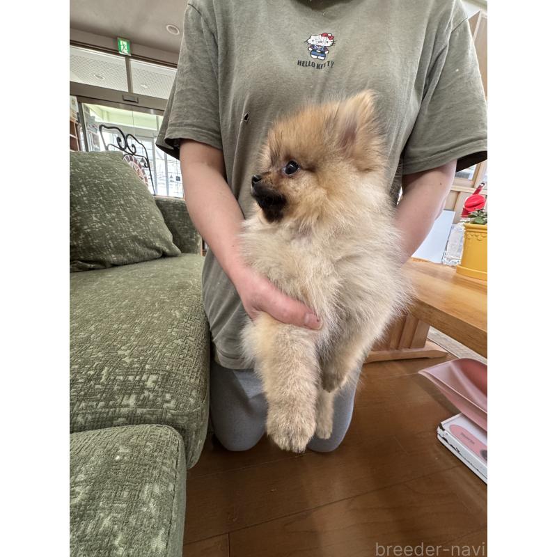 販売中の福岡県のポメラニアン-431934の2枚目