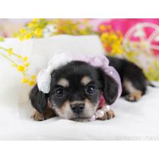 ♀︎チワックス:チワワ×ミニチュアダックスフンド