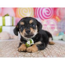 ♀︎チワックス:チワワ×ミニチュアダックスフンド