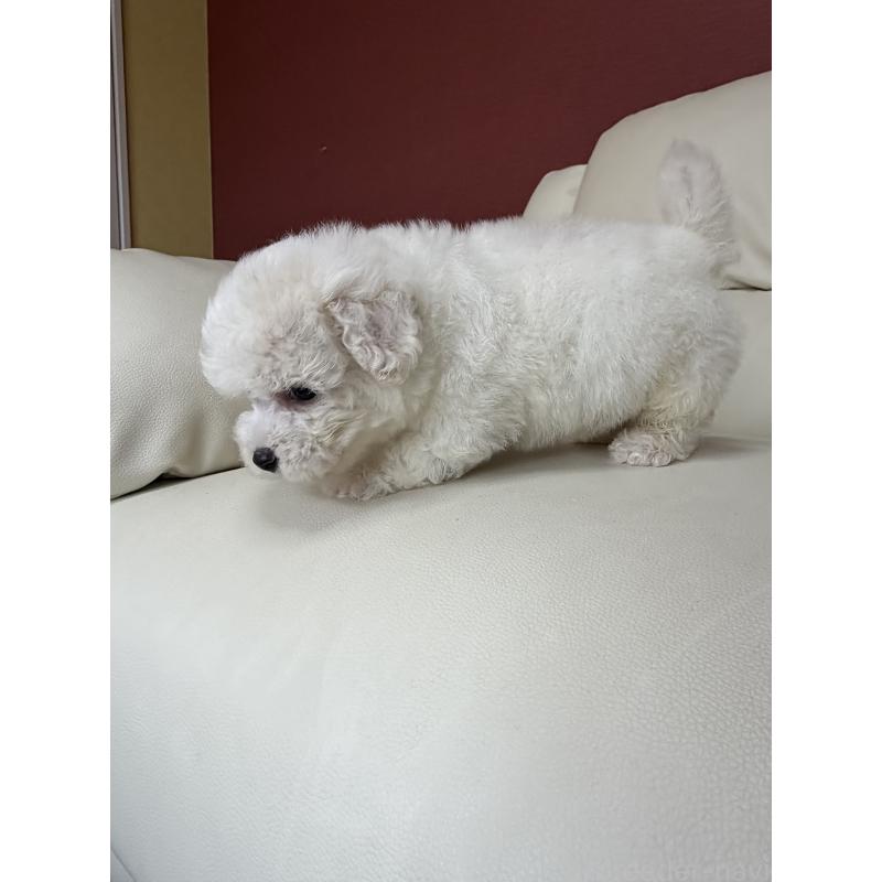 成約済の滋賀県のビションフリーゼ-440272の6枚目