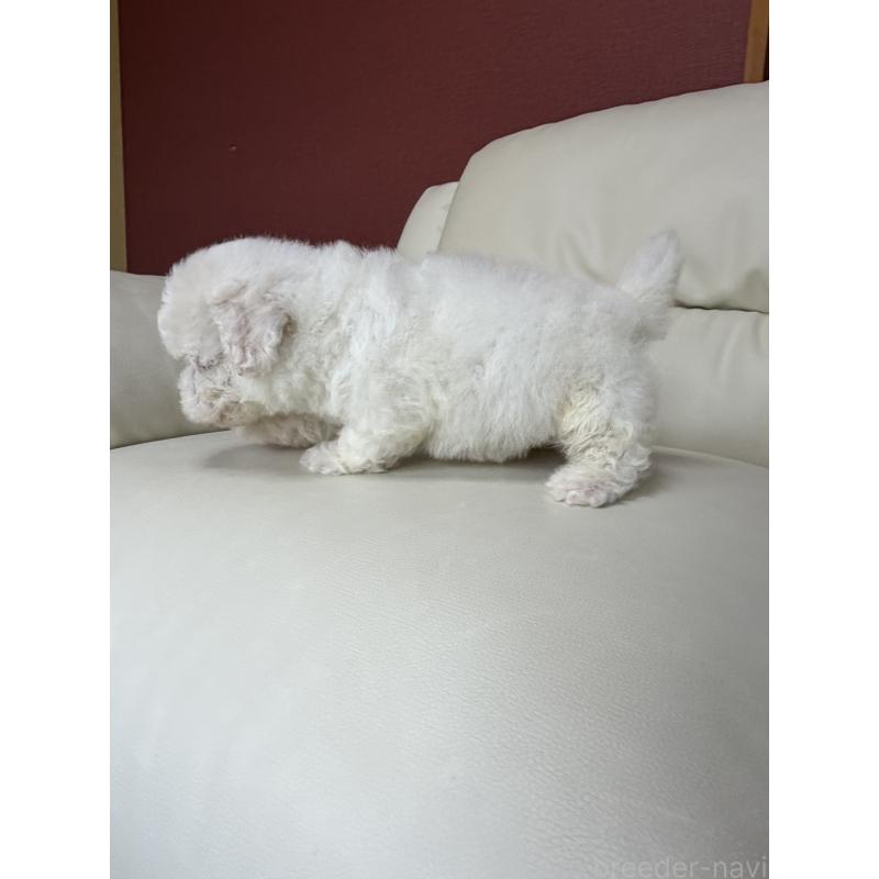 成約済の滋賀県のビションフリーゼ-440272の5枚目