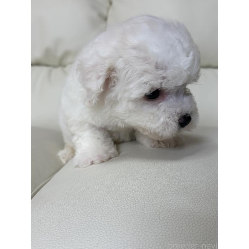 成約済の滋賀県のビションフリーゼ-440272の2枚目