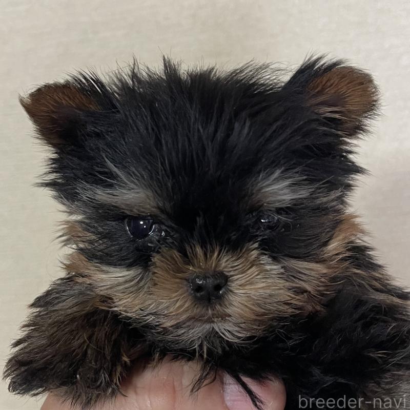 成約済の岡山県のヨークシャーテリア-431171の6枚目