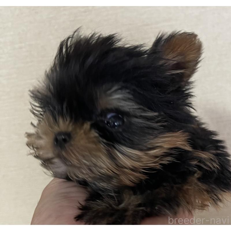 成約済の岡山県のヨークシャーテリア-431171の3枚目