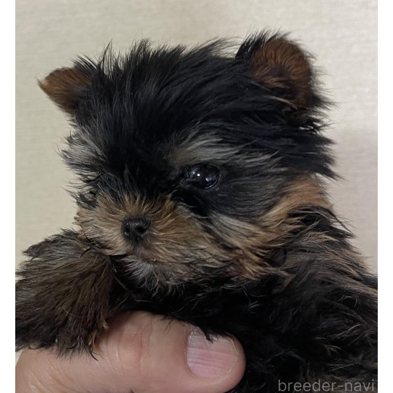 成約済の岡山県のヨークシャーテリア-431171の2枚目