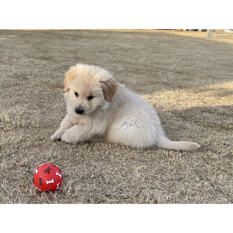 販売中の茨城県のゴールデンレトリーバー-443415の34枚目