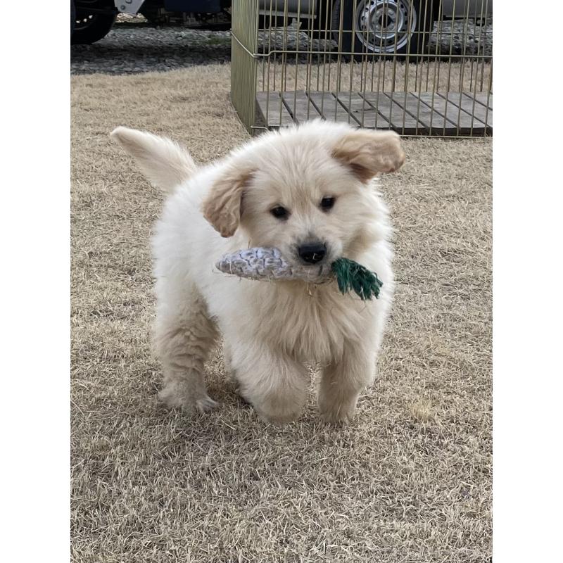 販売中の茨城県のゴールデンレトリーバー-443415の33枚目