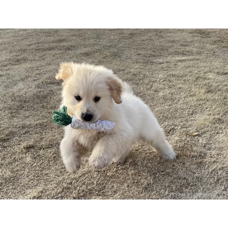 販売中の茨城県のゴールデンレトリーバー-443415の32枚目