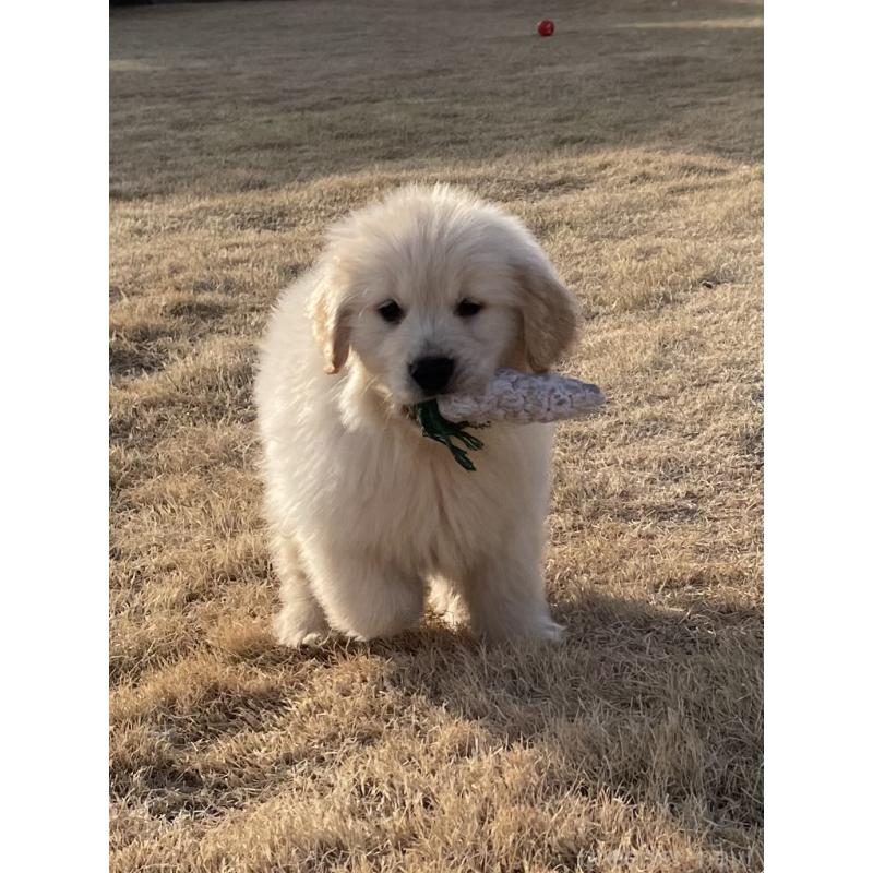 販売中の茨城県のゴールデンレトリーバー-443415の31枚目