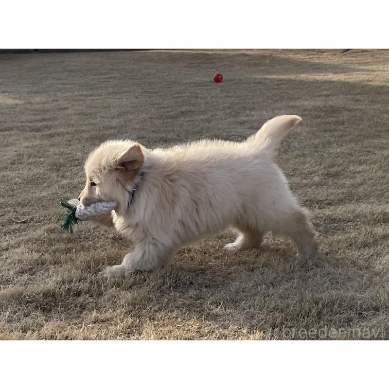 販売中の茨城県のゴールデンレトリーバー-443415の30枚目