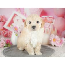 ♀︎マルプー:マルチーズ×トイプードル