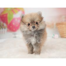 ♀︎ポメラニアン