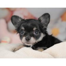 ♀︎チワワ(ロングコート)