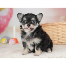 ♀︎チワワ(ロングコート)