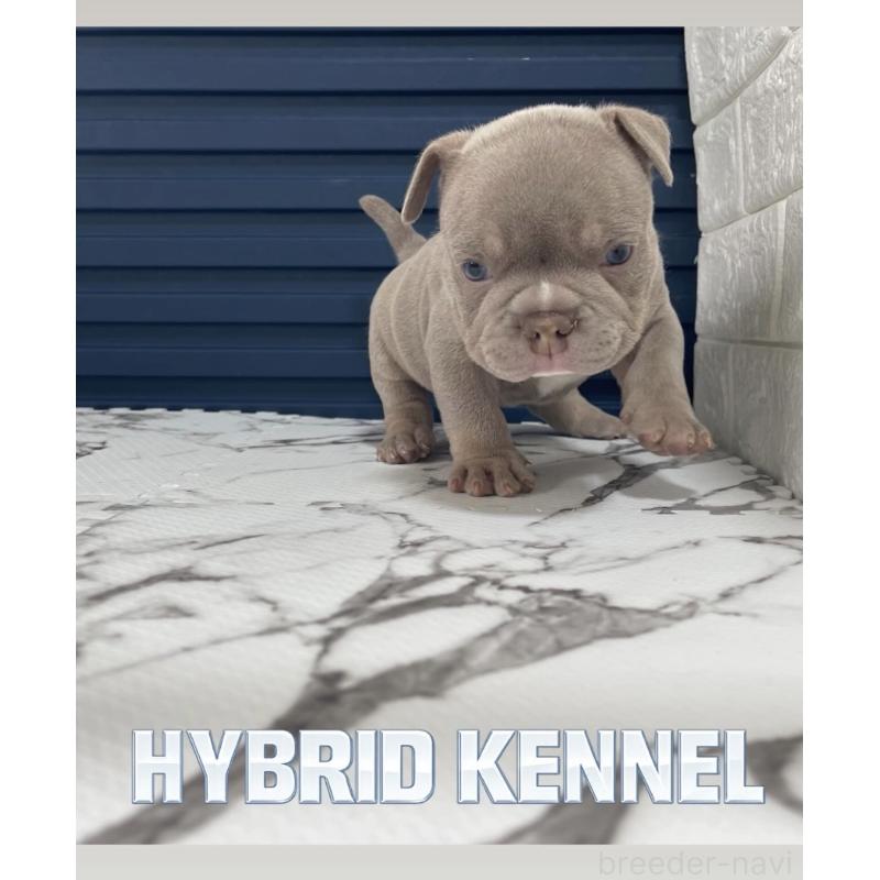 販売中の滋賀県のエキゾチックブリー-440730の6枚目