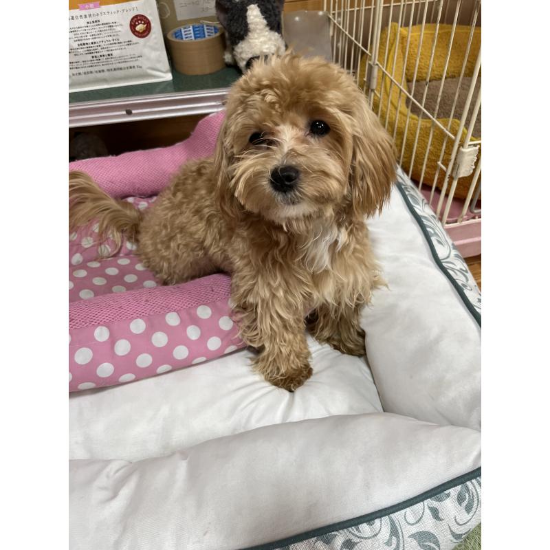 成約済の埼玉県のミックス犬-403916の7枚目