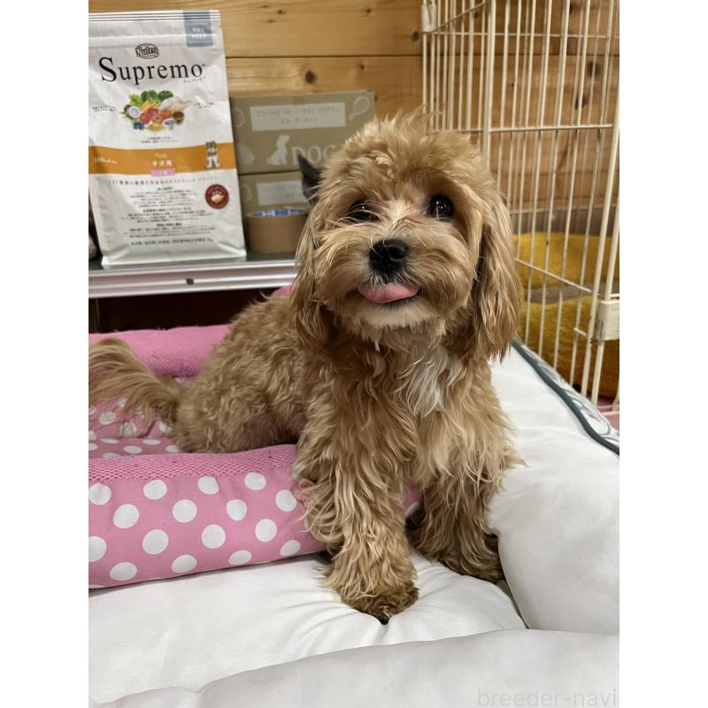 成約済の埼玉県のミックス犬-403916の6枚目