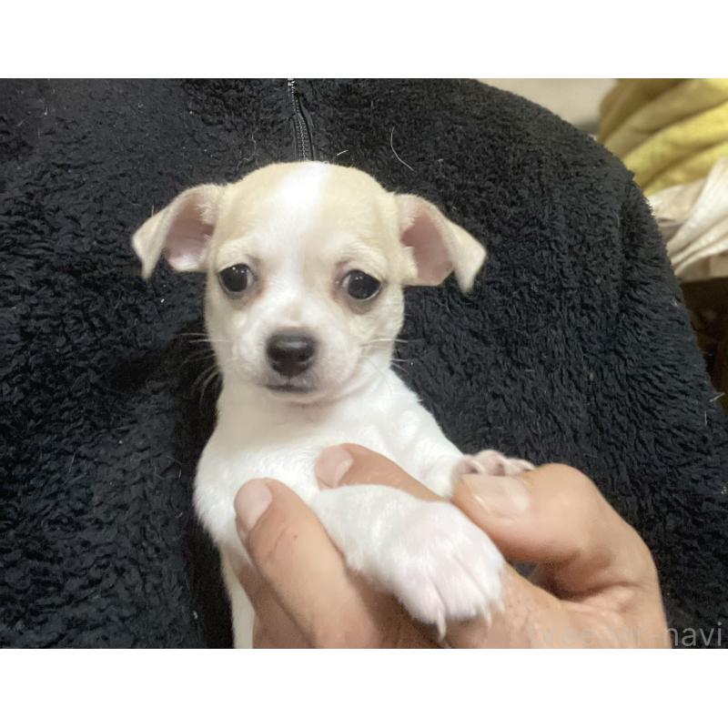 販売中の埼玉県のチワワ(スムースコート)-442665の2枚目