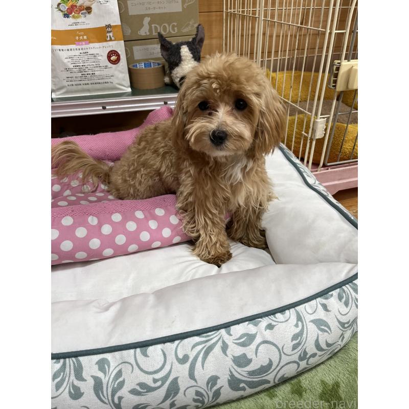 成約済の埼玉県のミックス犬-403916の5枚目