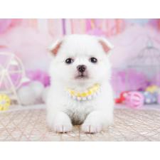 ♀︎チワワ(ロングコート)