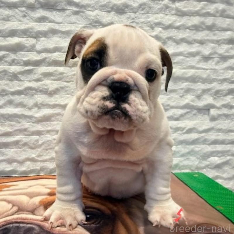 桑野智昭ブリーダーの詳細