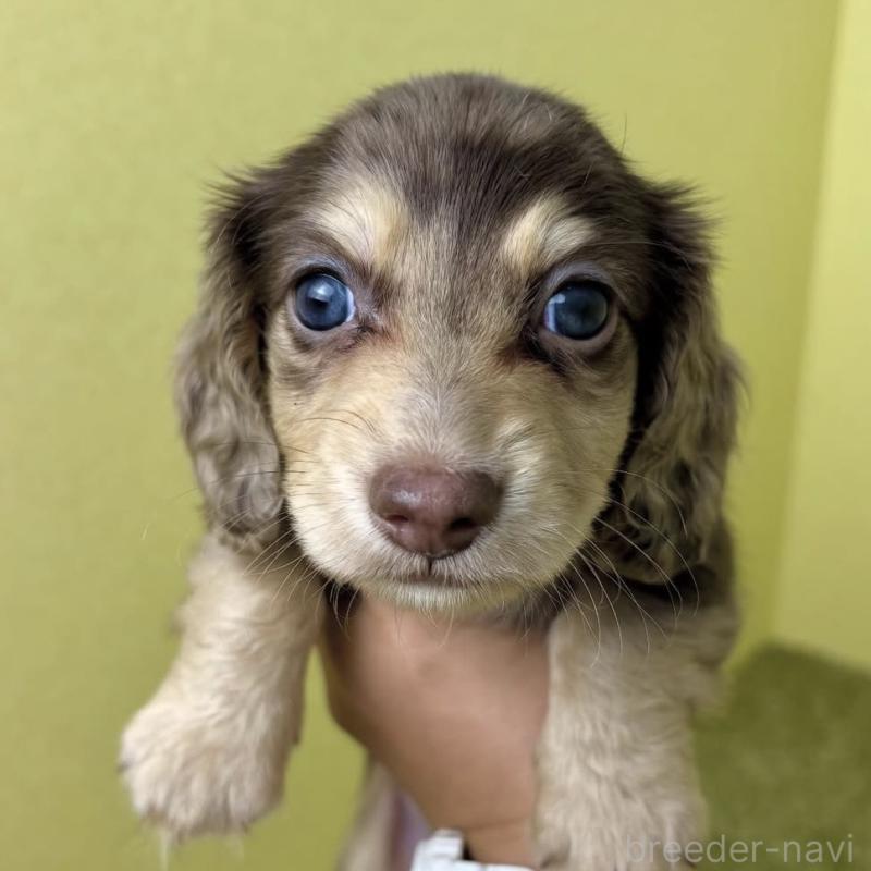 桑野智昭ブリーダーの詳細