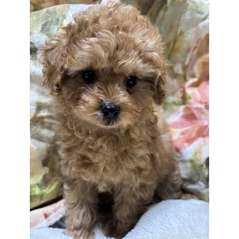 成約済の香川県のトイプードル-440821の4枚目