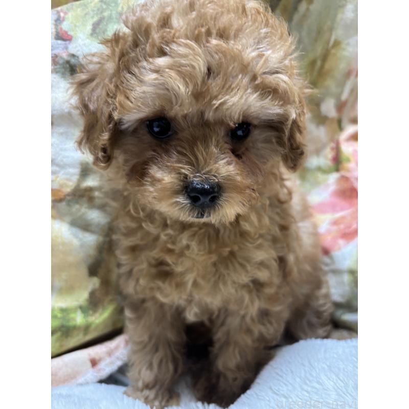 成約済の香川県のトイプードル-440821の3枚目