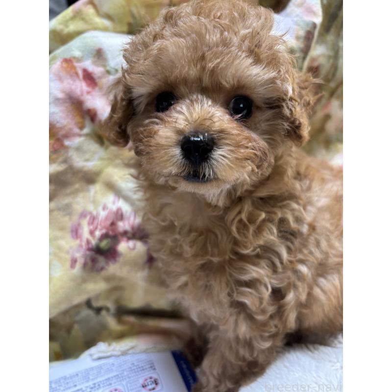 成約済の香川県のトイプードル-440821の2枚目