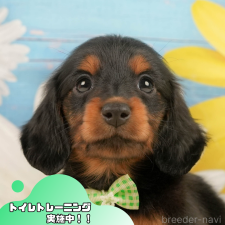 ♀︎ミニチュアダックスフンド(ロングヘアード)