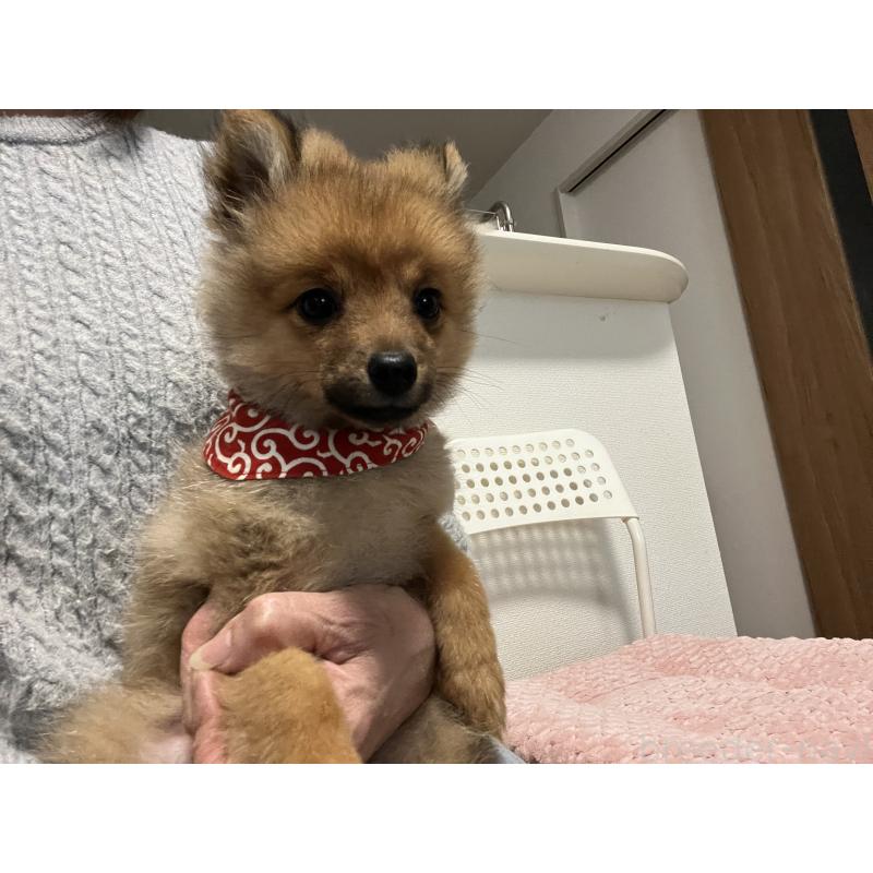 販売中の埼玉県のミックス犬-433367の10枚目