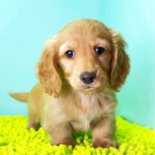 ♀︎ミニチュアダックスフンド(ロングヘアード)