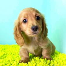 ♀︎ミニチュアダックスフンド(ロングヘアード)