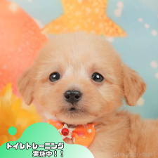 ♀︎タイニープードル