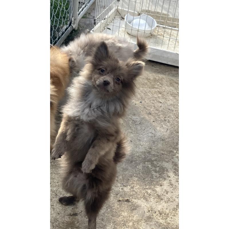 販売中の福岡県のポメラニアン-423537の3枚目