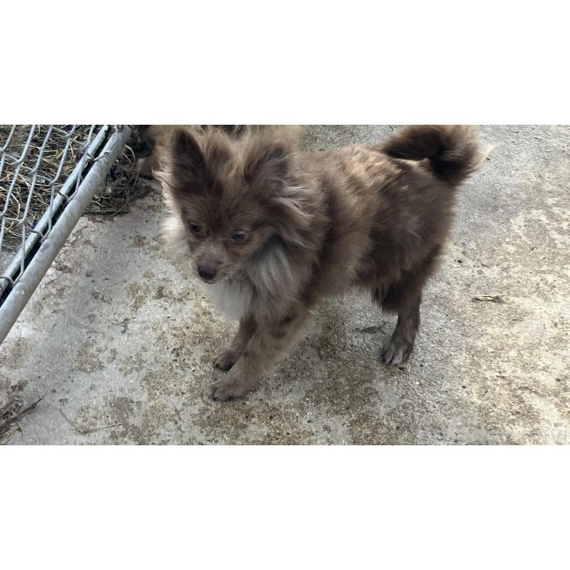 販売中の福岡県のポメラニアン-423537の2枚目