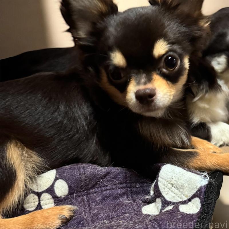 販売中の福井県のチワワ(ロングコート)-414215