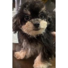 ♀︎チワプー:チワワ×トイプードル