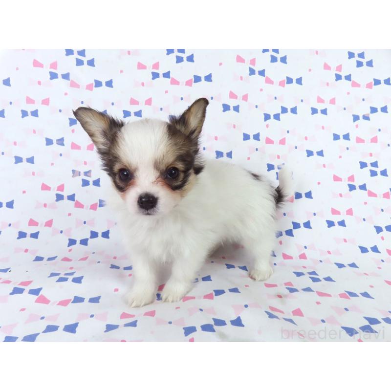 成約済の千葉県のパピヨン-438383の8枚目