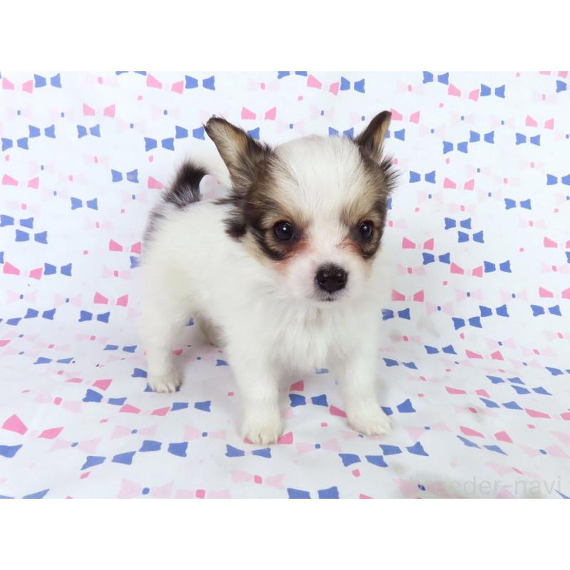 成約済の千葉県のパピヨン-438383の7枚目