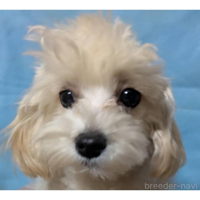 成約済の埼玉県のマルプー:マルチーズ×トイプードル-401258の5枚目