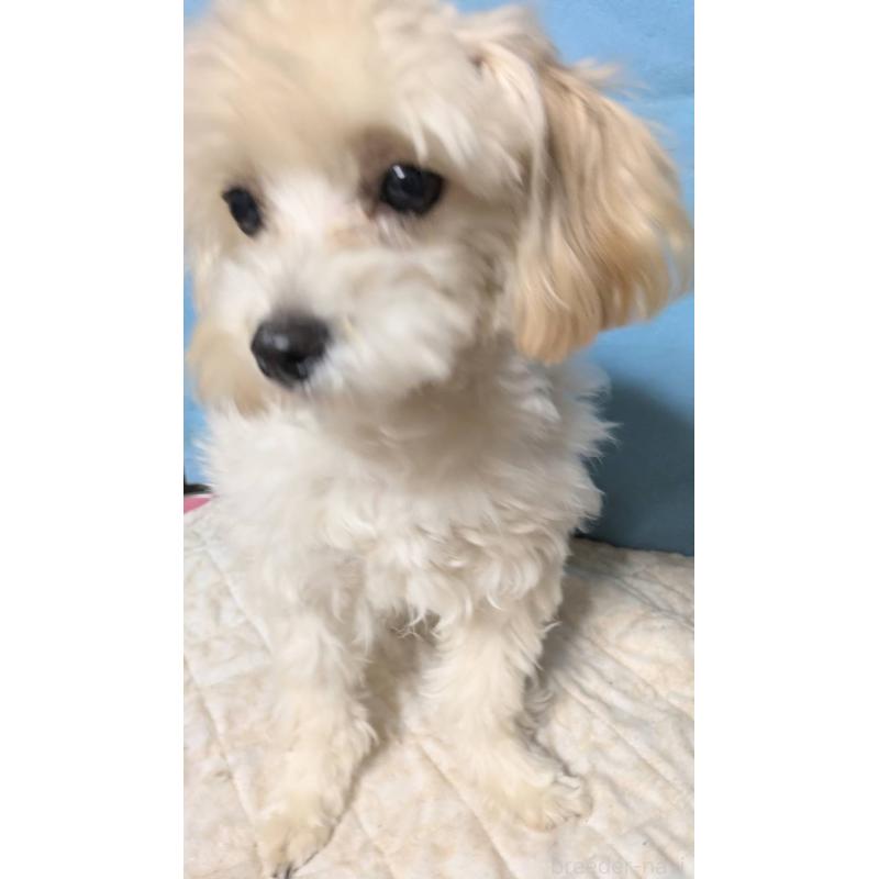 成約済の埼玉県のマルプー:マルチーズ×トイプードル-401258の2枚目