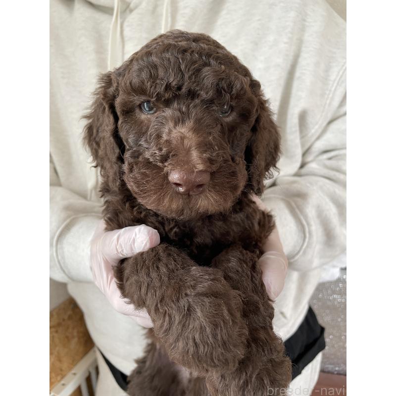 成約済の茨城県のスタンダードプードル-442670の5枚目